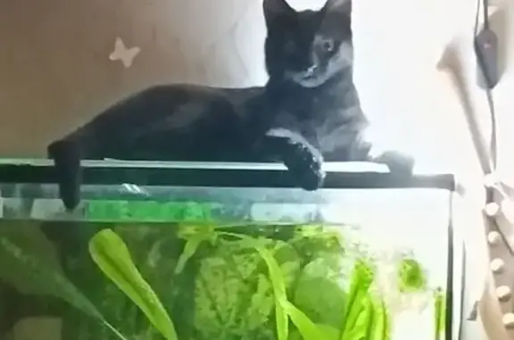 Пропала кошка, улица Строителей, 16, Пермь - photo