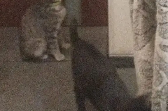 Пропала кошка, Подлядье - светло-серая с тёмным носом и жёлтыми глазами - photo