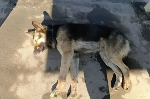 Найдена собака, улица Кутузова, Тула - голубой ошейник - photo