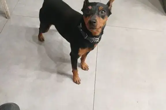 Пропал собака, улица Крупской, 68, Мысхако - доберман с кожаным ошейником - photo