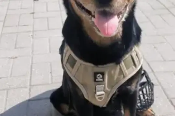 Найдена собака, Ростов-на-Дону, фото: Найдена собака, Красноармейская улица, 172, Ростов-на-Дону - ротвейлер с шлейкой и намордником