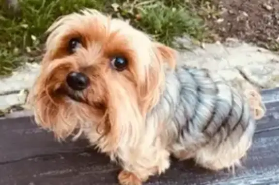 Пропала собака, женская, Республиканская улица, Рязанцево - рыжий окрас, 15 лет - photo