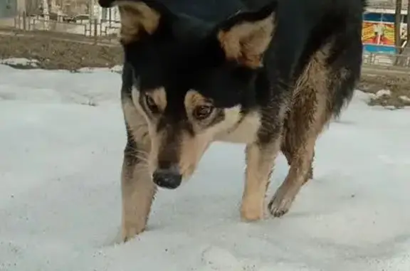 Найдена собака, женская, проспект Славы, Копейск - откликается на кличку Чита - photo