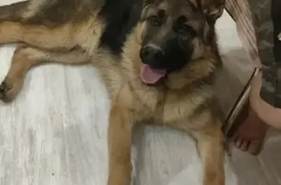 Пропал собака, Абрамцевская просека, Москва - чепрачный немец по кличке Граф - photo