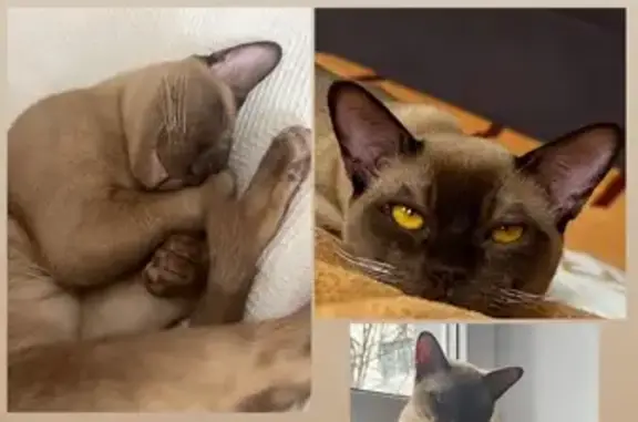 Пропал кошка, улица Павленко, 21, Ростов-на-Дону - бурманский кот, шоколадный окрас - photo