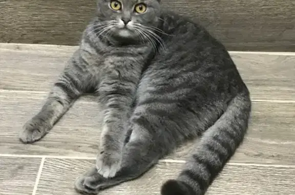 Пропала кошка, Садовая улица, 2А, Северо-Восточные Сады - вислоухая серая в полосочку - photo