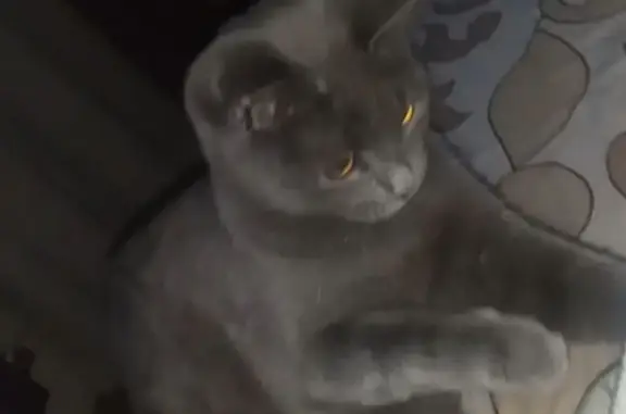 Пропала кошка, городской округ Липецк, Липецк - серый окрас и янтарные глаза - photo