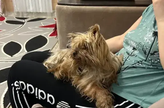 Найдена собака, Касарги, фото: Найдена собака, СНТ Тимер, Касарги - йоркширский терьер в комбинезоне