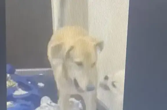 Пропала собака, Снайперская улица, Москва - рыжая с висячими ушами - photo