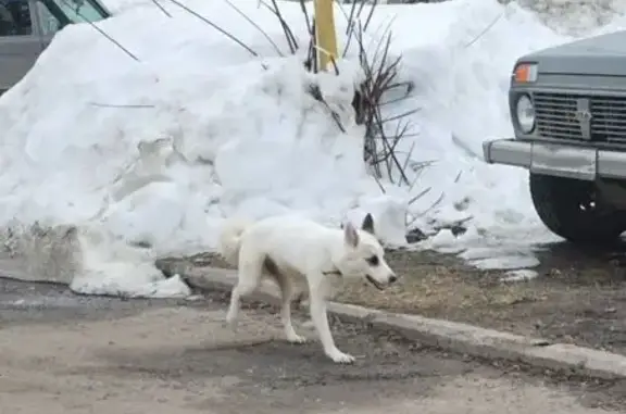 Найдена собака, Медведево, фото: Найдена собака, улица Ленина, 1А, Медведево - белая с тёмными кругами на глазах