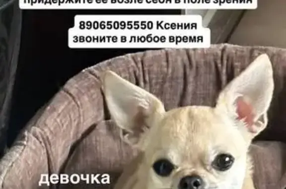 Пропала собака, женский пол, улица Вишневского, 23, Калуга - светло бежевый окрас - photo