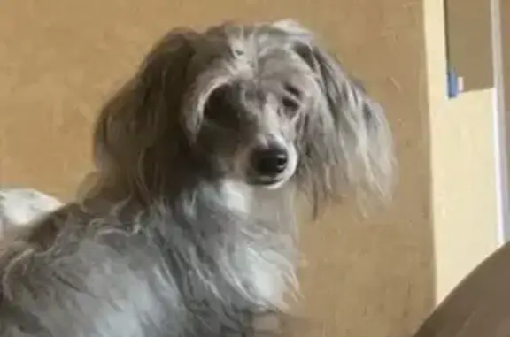 Пропала собака, Тарифная улица, 11, Волгоград - бело-серая китайская хохлатая - photo