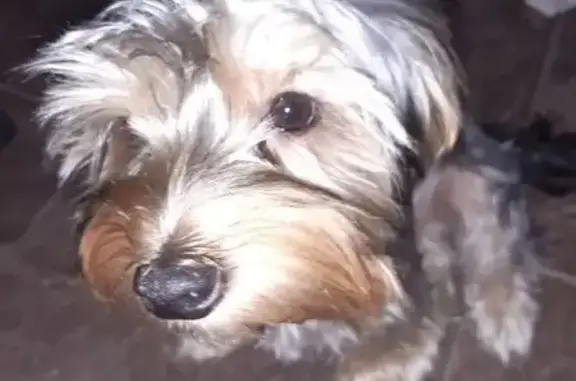 Найдена собака, Сургут, фото: Найден собака, улица Крылова, 53, Сургут без поводка и ошейника