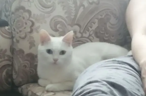 Пропала кошка, Чумаковская улица, городской округ Курск - белая с разным цветом глаз - photo