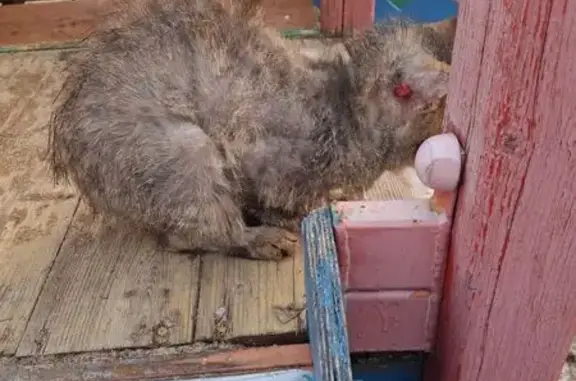 Найдена кошка, Воронеж, фото: Найден кот, улица Теплоэнергетиков, 13, Воронеж - мейнкун с раной на шее