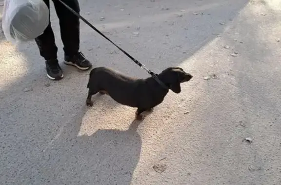 Найдена собака, Ростов-на-Дону, фото: Найдена собака, девочка, проспект Ленина, 64, Ростов-на-Дону