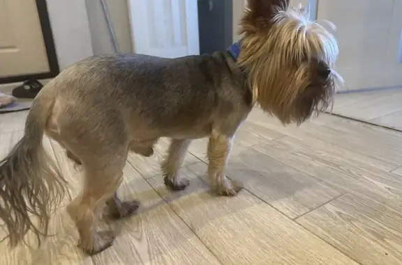 Найдена собака, Москва, фото: Найдена собака, Булатниковская улица, Москва