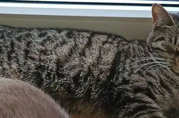 Пропала кошка, женская, полосатая, улица Ивана Шатрова, 10, Шарья - photo