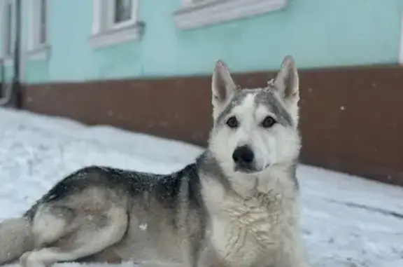 Пропала собака Мальчик, Архангельское (rl1157309) - photo