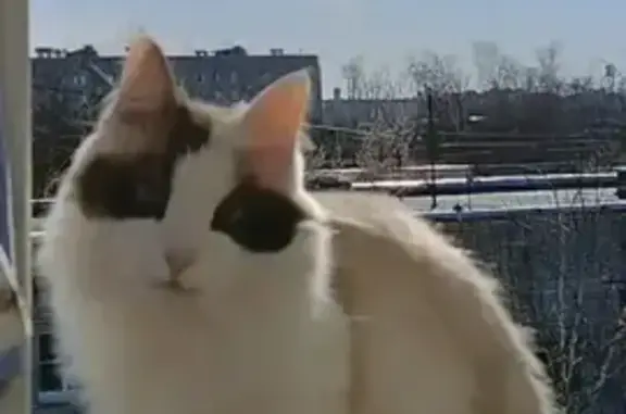 Пропала кошка, улица Благоева, 5, городской округ Тверь - светлая с голубыми глазами - photo