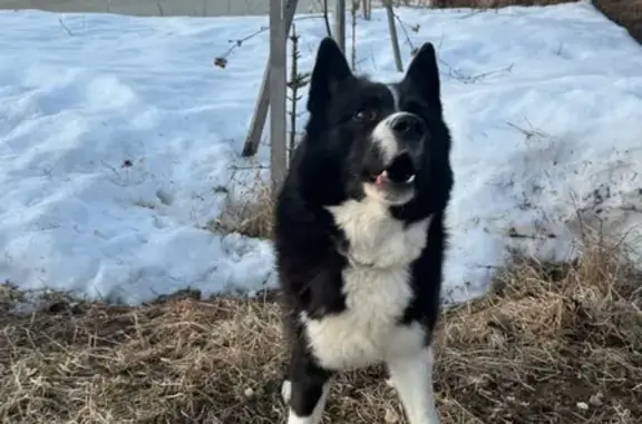 Объявления о пропавших и найденных животных, Рождествено, фото: Найден собака, Рождествено, Тверская область - черно-белый окрас, синий ошейник