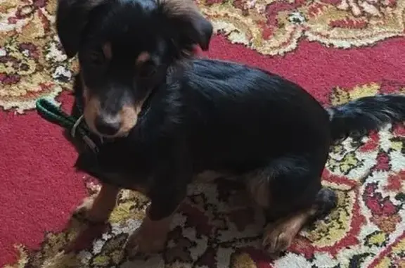 Пропал собака, Депутатская улица, Астрахань - черный с коричневыми пятнами - photo