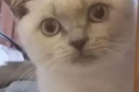 Пропала кошка, женская, улица Текстильщиков, 2/2, Большие Дворы - окрас как у сиамской - photo