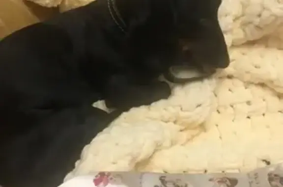 Пропал собака, проспект Ленина, 1, Томск - мальчик, 9 лет, очень ласковый - photo