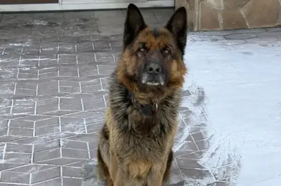 Пропала собака, улица Леонида Чадамба, Кызыл - крупный кобель с сединой на носу - photo