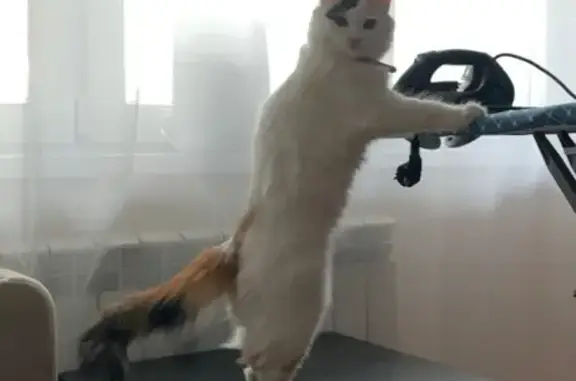 Пропала кошка, Альметьевск, Татарстан - белая с пятнышками, розовый ошейник - photo