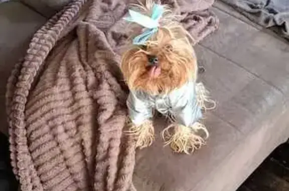 Пропала собака, Приветливая улица, Ростов-на-Дону - йорк, лохматый - photo