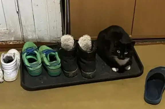 Пропала кошка, Мурманская улица, 29, Петрозаводск - черно-белая, ласковая - photo