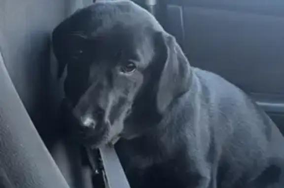 Пропала собака, улица Революции, Осинники - черный лабрадор девочка 6 месяцев - photo