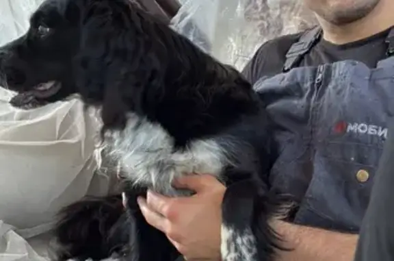 Пропал собака, Сысерть, Свердловская область - черная лохматая спаниелька - photo