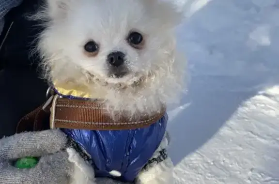 Пропал собака, Муксиново, Башкортостан - щенок порода шпиц - photo