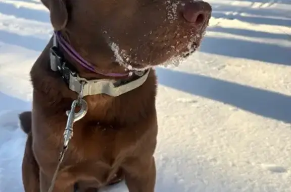 Пропала собака, Свободный проспект, Красноярск - молодой лабрадор с серым ошейником - photo