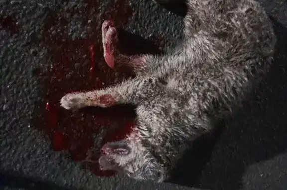 Найдена собака, Уфа, фото: Найдена собака, Колгуевская улица, 38, Уфа - сбили щенка