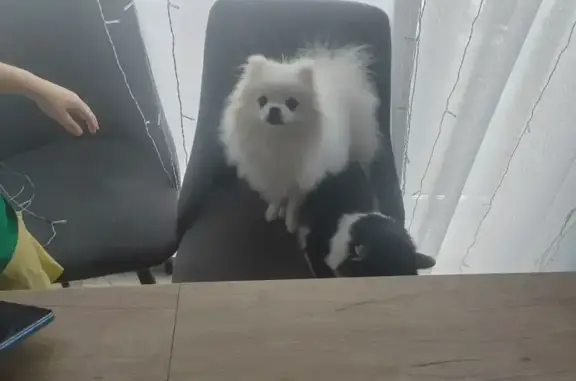 Пропал собака, Муксиново, Башкортостан - белый шпиц, немного косятся глазки - photo