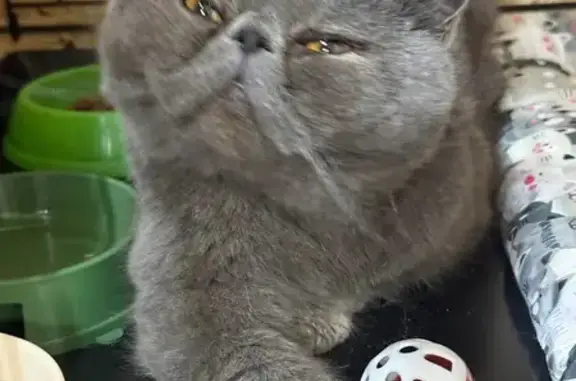 Найденные животные Тюмень, фото: Найден кот, улица 50 лет ВЛКСМ, Тюмень - серо-голубой экзотический короткошёрстный