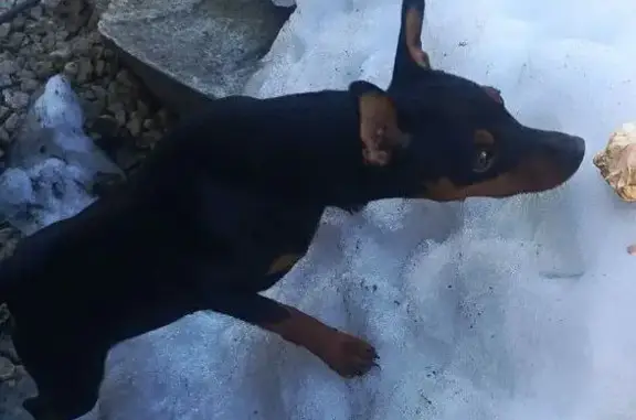 Пропала собака, Казаки, Елец - девочка Цвергпинчер - photo