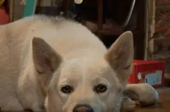 Пропал собака, улица Левитана, 8, Казань - белый с серыми подпалинами - photo