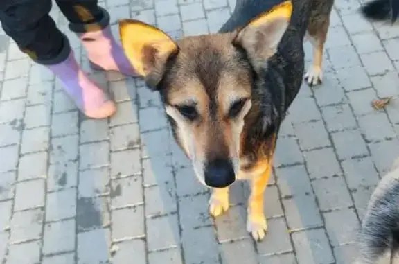 Найдена собака, 12-я Парковая улица, 13, Москва - ласковая девочка - photo