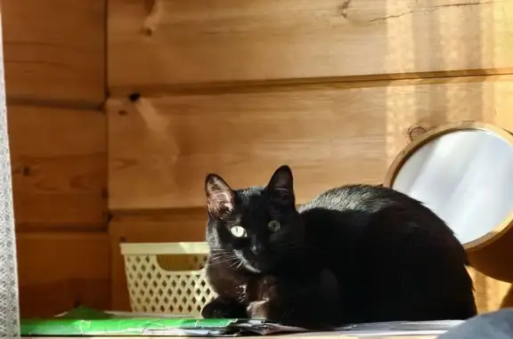 Пропала кошка, Плишкино, Иркутская область - черная с белыми пятнами - photo