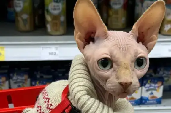 Пропал кот, улица Академика Пустовойта, 6, Краснодар - Сфинкс с шрамом на животике - photo