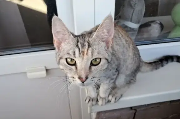 Найдена кошка, Москва, фото: Найдена кошка, Нагорная улица, 31 к1, Москва - светло-серая в полоску