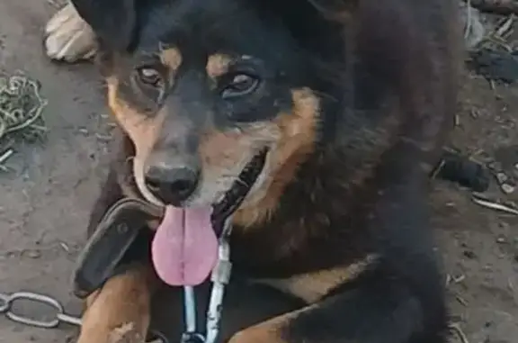 Пропал собака, 1-я Забелицкая улица, 35, Ярославль - был в ошейнике с поводком - photo