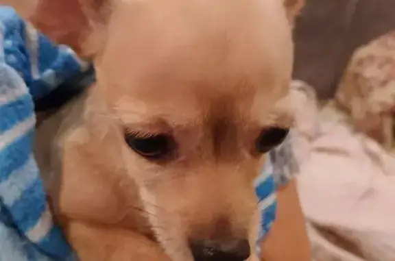 Найдена собака, Волгоград, фото: Найдена собака, ул. им. маршала Еременко, 56, Волгоград - молоденькая чихуахуа