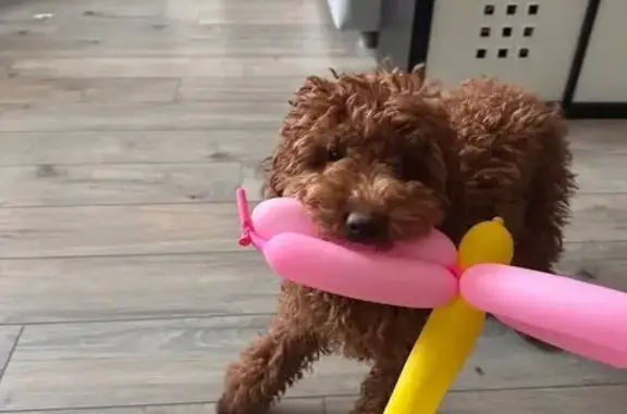 Пропала собака, Успенская улица, 8, Красногорск - photo