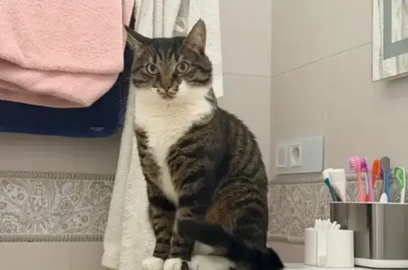 Пропал кот, Скандинавский бульвар, 2 к5, район Коммунарка - белая грудка и белые носочки - photo