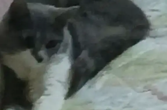 Пропала кошка, Мамадыш, Татарстан - серая и пушистая - photo